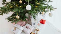 Christmas 2025: Gift These Indoor Plants For Cleaner And Fresher Homes