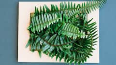 ਘਰ 'ਚ ਲਾਓ ਆਹ ਪੌਦੇ, ਦੂਰ ਹੋ ਜਾਵੇਗਾ ਘਰ ਦਾ ਕਲੇਸ਼? ਜਾਣੋ ਕੀ ਕਹਿੰਦਾ ਵਾਸਤੂ ਸ਼ਾਸਤਰ