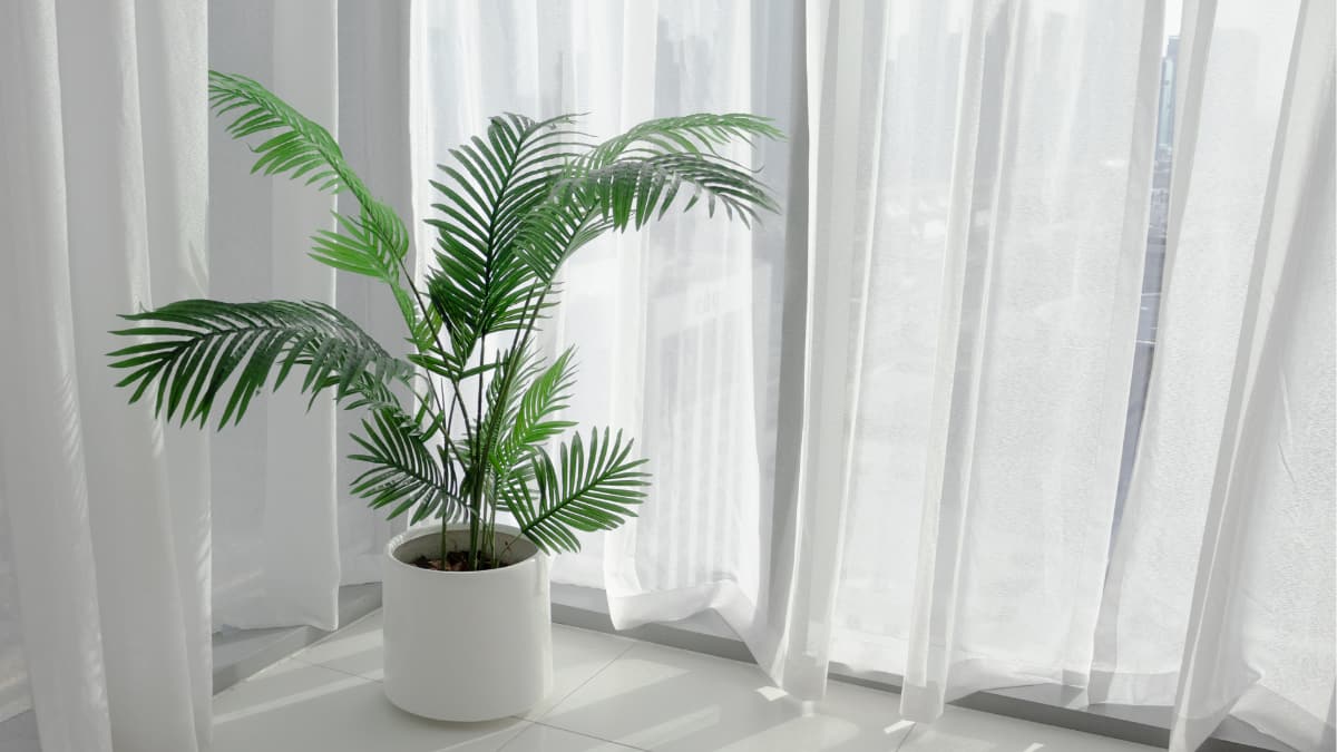 (Image Source: Canva)