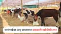 Sarangkheda Horse Market Nandurbar: सारंगखेडा अश्व बाजारात उसळली खरेदीची लाट; तीन दिवसांत तब्बल 67 लाखांची उलाढाल; यंदा विक्रमी व्यवहार होण्याचा अंदाज