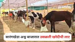 सारंगखेडा अश्व बाजारात उसळली खरेदीची लाट; तीन दिवसांत तब्बल 67 लाखांची उलाढाल; यंदा विक्रमी व्यवहार होण्याचा अंदाज