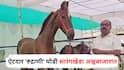 Sarangkheda Horse Market: मध्य प्रदेशातून आली खास पाहुणी; पुष्करमध्ये 1 कोटी 17 लाखांची किंमत, रोज 8 लिटर दूध पिणारी ऐटदार 'रुद्राणी' घोडी सारंगखेडा अश्वबाजारात