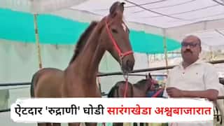 Sarangkheda Horse Market: मध्य प्रदेशातून आली खास पाहुणी; पुष्करमध्ये 1 कोटी 17 लाखांची किंमत, रोज 8 लिटर दूध पिणारी ऐटदार 'रुद्राणी' घोडी सारंगखेडा अश्वबाजारात