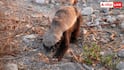 Honey Badger: यह है दुनिया का सबसे निडर जानवर, सांप-बिच्छू के जहर का नशा करने के बाद आती है नींद