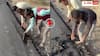Video: 'विकास पगला गया है' एक दिन पहले बनी सड़क बर्फी की तरह उखड़ी, यूजर्स का फूटा गुस्सा