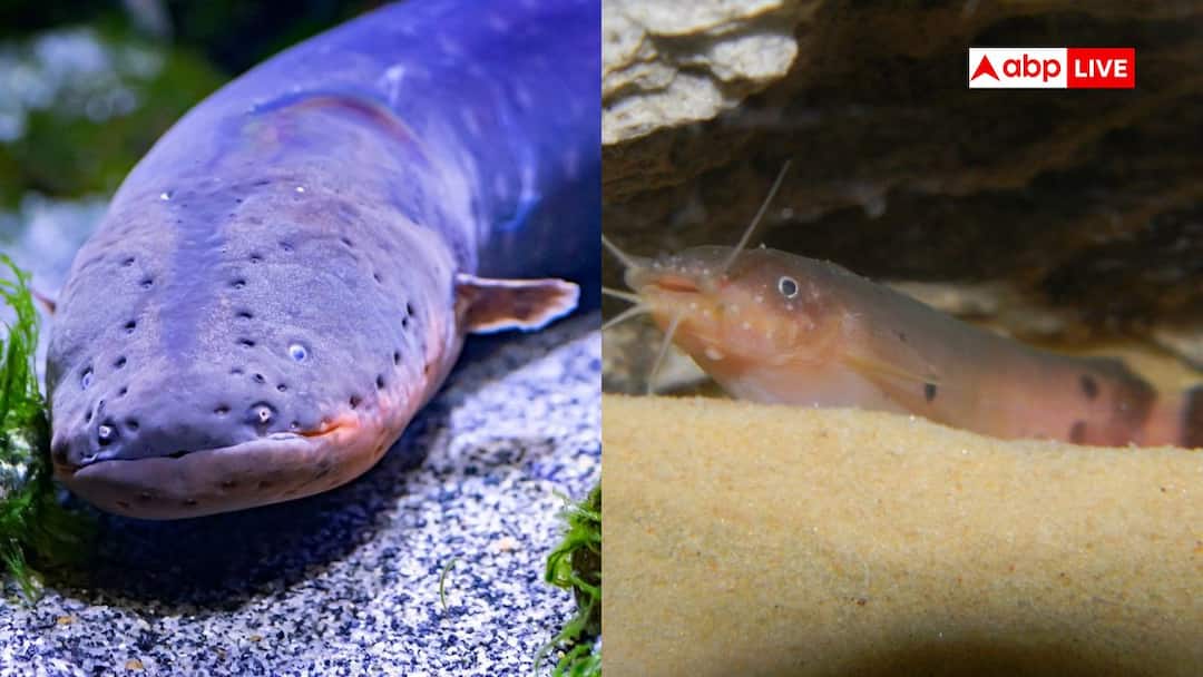 गलती से भी न चले जाना इन जानवरों के पास, लगेगा बिजली का जोरदार झटका Do not go near these animals gives a powerful electric shock know names in details गलती से भी न चले जाना इन जानवरों के पास, लगेगा बिजली का जोरदार झटका