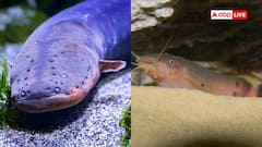 गलती से भी न चले जाना इन जानवरों के पास, लगेगा बिजली का जोरदार झटका