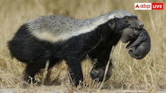 Honey Badger: यह है दुनिया का सबसे निडर जानवर, सांप-बिच्छू के जहर का नशा करने के बाद आती है नींद