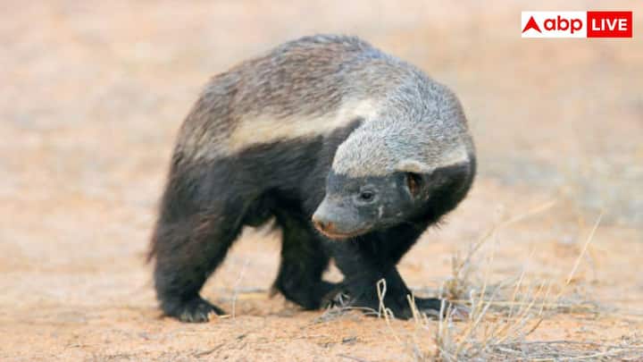 बहुत जहरीले सांप के काटने के बाद हनी बैजर सुस्त हो सकते हैं या फिर कई घंटे तक बेहोश भी हो सकते हैं. उन्हें इस जहर से हल्का सा नशा होता है. हैरानी की बात यह है कि थोड़े समय के बाद वह उठ जाते हैं और खाना खाने वापस चल देते हैं.