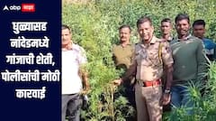 धुळ्यासह नांदेडमध्ये गांजाची शेती, पोलीसांची मोठी कारवाई, 1 कोटी 6 लाखांचा मुद्देमाल नष्ट, अज्ञात व्यक्तींविरुद्ध गुन्हा दाखल 