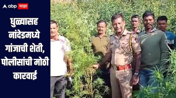 धुळ्यासह नांदेडमध्ये गांजाची शेती, पोलीसांची मोठी कारवाई, 1 कोटी 6 लाखांचा मुद्देमाल नष्ट, अज्ञात व्यक्तींविरुद्ध गुन्हा दाखल 