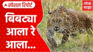 Pune Bibtya : बिबट्या आला रे आला...भल्या सकाळी पुणेकरांची तारांबळ उडाली Special Report