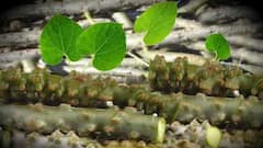 नई रिसर्च का दावा: बारिश के मौसम में 'अमृत' बन जाती है गिलोय, मिलते हैं दोगुने फायदे