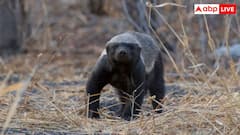 Honey Badger: यह है दुनिया का सबसे निडर जानवर, सांप-बिच्छू के जहर का नशा करने के बाद आती है नींद
