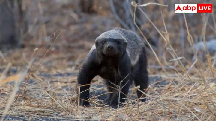 Honey Badger: जानवरों की दुनिया में एक ऐसा जानवर भी है जो जहरीले सांप और बिच्छुओं के काटने के बाद बस कुछ देर के लिए नींद में चला जाता है. आइए जानते हैं कौन सा है यह निडर जानवर.