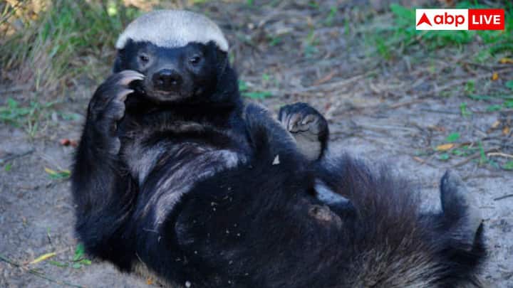 हनी बैजर की त्वचा मोटी और रबड़ जैसी होती है, जो उन्हें काटने, डंक मारने और शारीरिक हमले से बचाती है. उनकी त्वचा हर तरह के हमले के असर को काम करती है और उन्हें बचने या आक्रामक तरीके से पलटवार करने में मदद करती है.