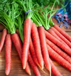 ਗਾਜਰ ਖਾਣ ਤੋਂ ਇਹ ਲੋਕ ਰਹਿਣ ਸਾਵਧਾਨ: ਫਾਇਦੇ ਦੀ ਬਜਾਏ ਹੋ ਸਕਦਾ ਨੁਕਸਾਨ