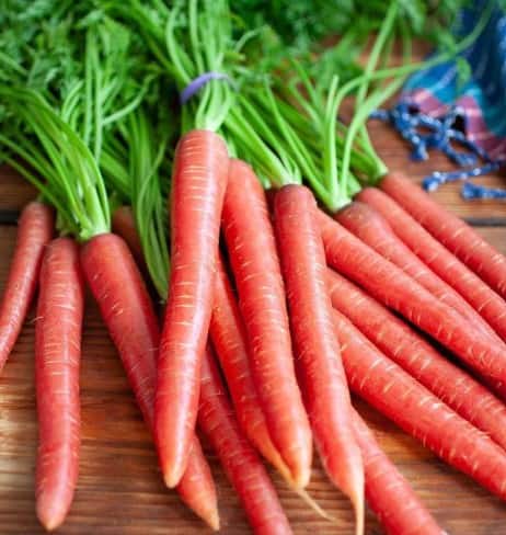 ਗਾਜਰ ਖਾਣ ਤੋਂ ਇਹ ਲੋਕ ਰਹਿਣ ਸਾਵਧਾਨ: ਫਾਇਦੇ ਦੀ ਬਜਾਏ ਹੋ ਸਕਦਾ ਨੁਕਸਾਨ