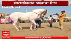 Nandurbar Sarangkheda Horse Fair : सारंगखेड्यात अश्वांचा मेळा;देशभरातून 700 पेक्षा जास्त अश्व सहभागी