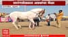 Nandurbar Sarangkheda Horse Fair : सारंगखेड्यात अश्वांचा मेळा;देशभरातून 700 पेक्षा जास्त अश्व सहभागी