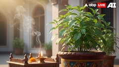 Know Why Hindu Tradition And Science Both Discourage Chewing Tulsi Leaves