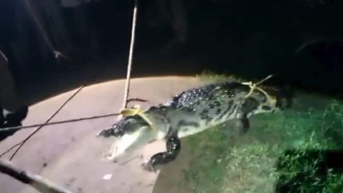 எம்புட்டு நீளம்... மக்களை பதறடித்த 8 அடி நீள ஆண்முதலை... தஞ்சை அருகே பரபரப்பு