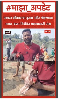 Sangli Hen Swim : कोंबड्यांच्या जोडीचा कृष्णा नदीत पोहण्याचा सराव, वजन नियंत्रित राहण्यासाठी फंडा