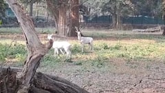 जमशेदपुर: टाटा जू में हड़कंप, 6 दिन में 10 ब्लैक बक की संदिग्ध मौत, संक्रमण का खतरा