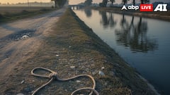 Punjab Teen Returns After Two Months, Says She Survived Being Thrown Into Canal By Her Father