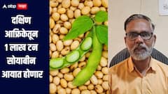 मोठी बातमी! दक्षिण आफ्रिकेतून 1 लाख टन सोयाबीन आयात होणार, शेतकऱ्यांना फटका बसणार का?  