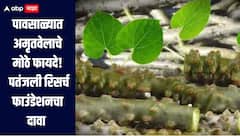 Benefits of Giloy : पावसाळ्यात अमृतवेलाचे मोठे फायदे, पतंजली रिसर्च फाउंडेशनच्या नवीन संशोधनात केला दावा