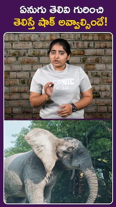 ఏనుగు తెలివి గురించి తెలిస్తే షాక్ అవ్వాల్సిందే!