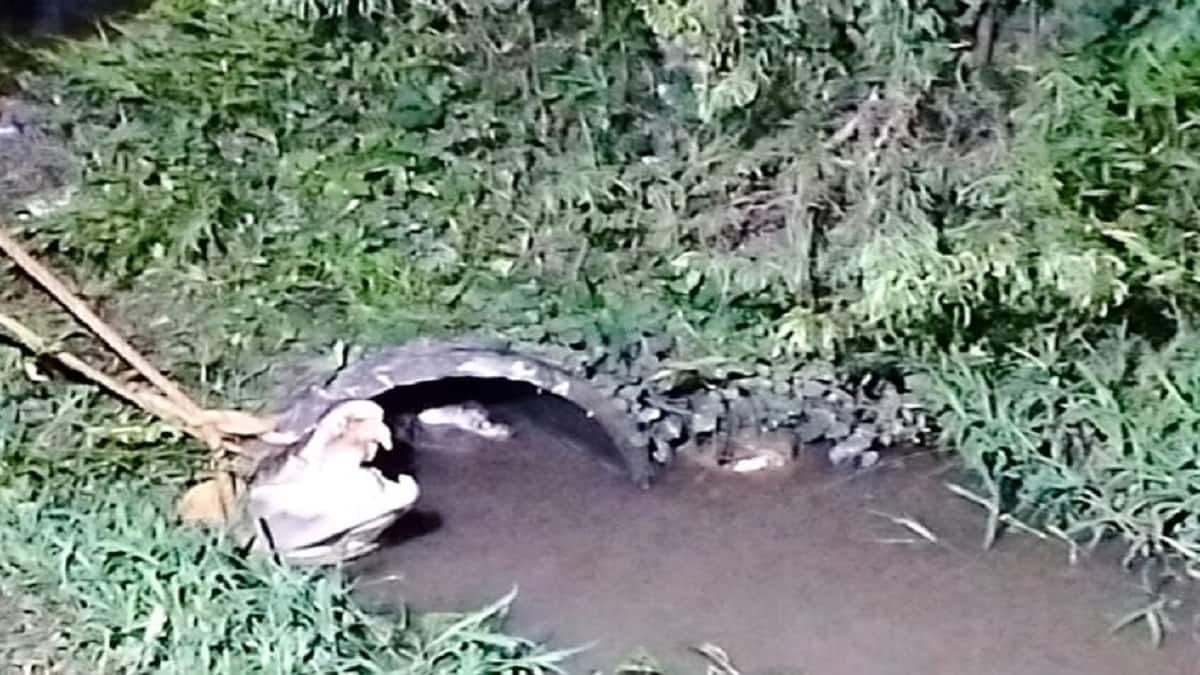 எம்புட்டு நீளம்... மக்களை பதறடித்த 8 அடி நீள ஆண்முதலை... தஞ்சை அருகே பரபரப்பு