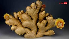Ginger Benefits in Winter: શિયાળામાં આદુના સેવનથી થશે આ ચોંકાવનારા ફાયદા, જાણીને તમે આજે જ ખાવાનું શરુ કરશો