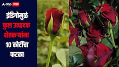 इंडिगोची सेवा विस्कळीत! फुल उत्पादक शेतकऱ्यांना 10 कोटी रुपयांचा फटका, शेतकरी चिंतेत