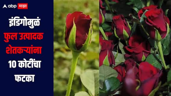 इंडिगोची सेवा विस्कळीत! फुल उत्पादक शेतकऱ्यांना 10 कोटी रुपयांचा फटका, शेतकरी चिंतेत