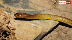 Most Venomous Snake: यह है दुनिया का सबसे जहरीला सांप, एक बूंद जहर भी है जानलेवा