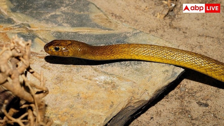 इनलैंड ताईपन सबसे अलग इसलिए है क्योंकि इसके जहर में सिर्फ मारने की क्षमता ही नहीं बल्कि जबरदस्त केमिकल ताकत है. इसकी LD50 रेटिंग सांपों में अब तक दर्ज की गई सबसे कम रेटिंग में से एक है. दरअसल यह रेटिंग जहर को मापने का एक वैज्ञानिक तरीका है. इसका मतलब है कि इस सांप के जहर की काफी कम मात्रा ही जानलेवा साबित हो सकती है.