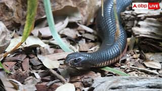 Most Venomous Snake: यह है दुनिया का सबसे जहरीला सांप, एक बूंद जहर भी है जानलेवा