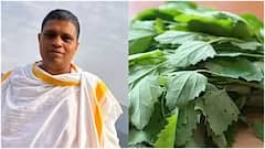 బతువా ఆకు తింటే మూత్రపిండాలు, కాలేయ సమస్యలు దూరం.. ఆచార్య బాలకృష్ణ సూచనలివే