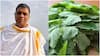 బతువా ఆకు తింటే మూత్రపిండాలు, కాలేయ సమస్యలు దూరం.. ఆచార్య బాలకృష్ణ సూచనలివే