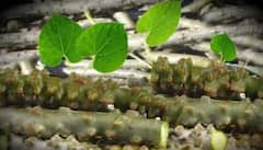 નવા રિસર્ચનો દાવો: વરસાદની ઋતુમાં 'અમૃત' બની જાય છે ગિલોય, મળે છે ડબલ ફાયદા 