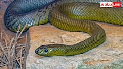 Most Venomous Snake: यह है दुनिया का सबसे जहरीला सांप, एक बूंद जहर भी है जानलेवा