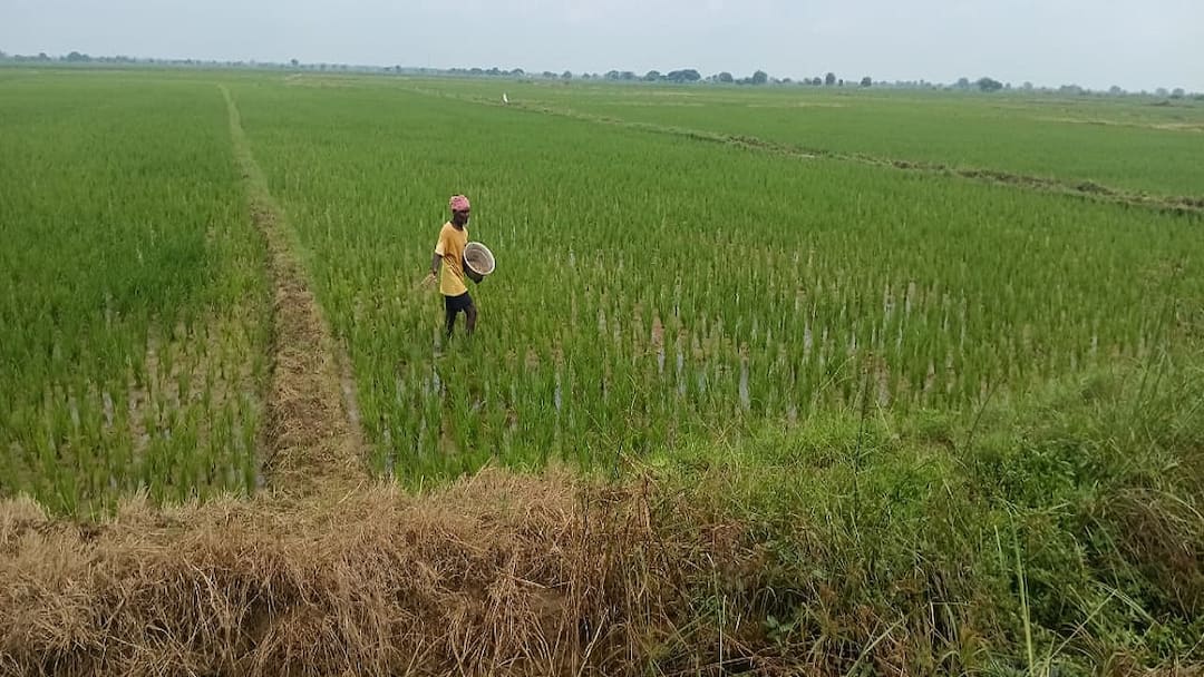 மழை நின்றது... சாகுபடி பயிர்களுக்கு உரம் தெளிக்கும் பணிகளில் விவசாயிகள் மும்முரம்