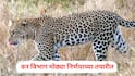 Leopard attack Government job: बिबट्याच्या हल्ल्यात मृत्यू झालेल्या व्यक्तीच्या कुटुंबीयांना सरकारी नोकरी देणार? वन विभाग मोठ्या निर्णयाच्या तयारीत