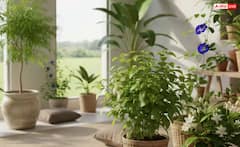 ਘਰ 'ਚ ਲਾਓ ਆਹ ਪੌਦੇ, ਦੂਰ ਹੋ ਜਾਵੇਗਾ ਘਰ ਦਾ ਕਲੇਸ਼? ਜਾਣੋ ਕੀ ਕਹਿੰਦਾ ਵਾਸਤੂ ਸ਼ਾਸਤਰ