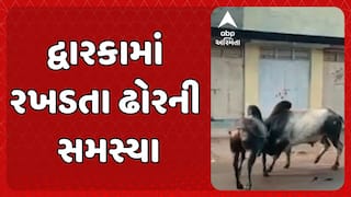 Dwarka News: દ્વારકામાં રખડતા ઢોરની સમસ્યા મુદ્દે ગુજરાત હાઈકોર્ટે નગરપાલિકાની ઝાટકણી કાઢી