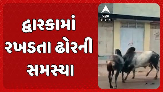 Dwarka News: દ્વારકામાં રખડતા ઢોરની સમસ્યા મુદ્દે ગુજરાત હાઈકોર્ટે નગરપાલિકાની ઝાટકણી કાઢી