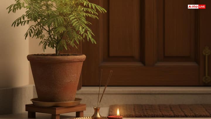 हिंदू धर्म में शमी का बहुत महत्व है. रामायण और महाभारत काल से ही इसकी महिमा रही है. शमी पौधा शनि ग्रह से जुड़ा माना जाता है. इसे मुख्य दरवाजे के बाईं ओर लगाना शुभ होता है. शनिवार को इसकी पूजा करने से जीवन की बाधाएँ कम होती हैं.