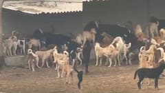 कांगड़ा में पशु क्रूरता का खौफनाक मामला, जिंदा गाय को कुत्तों के सामने नोचने के लिए छोड़ा